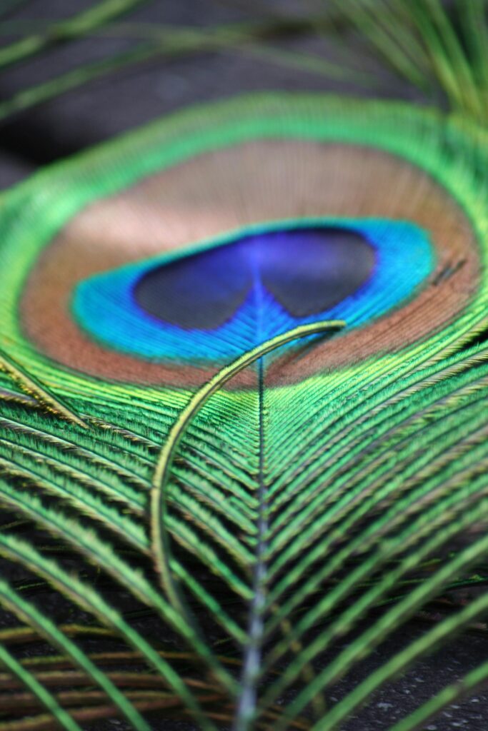 A striking close-up of a peacock feather showcasing vibrant colors and metallic sheen.